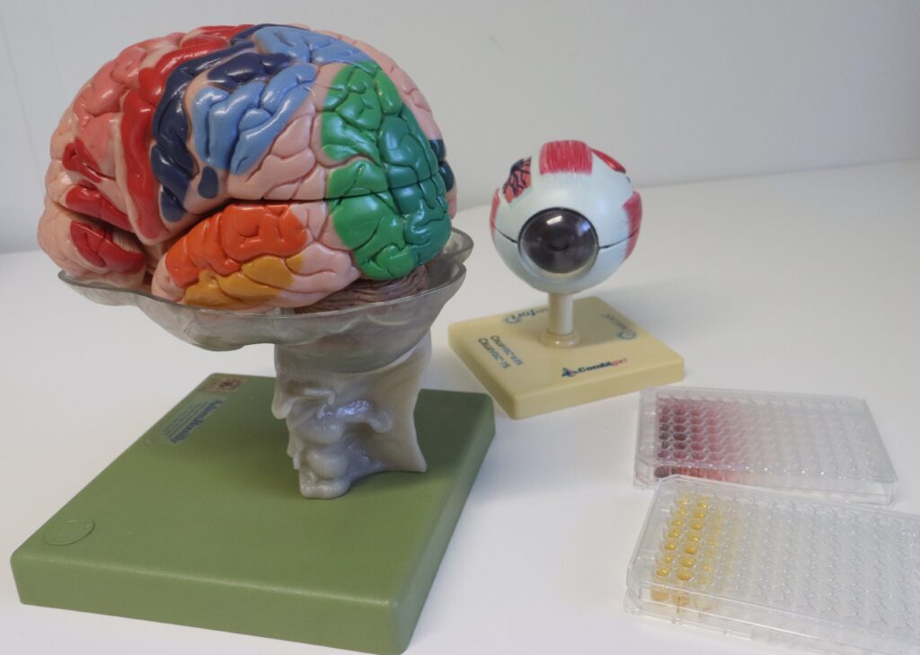 model brain and model eye